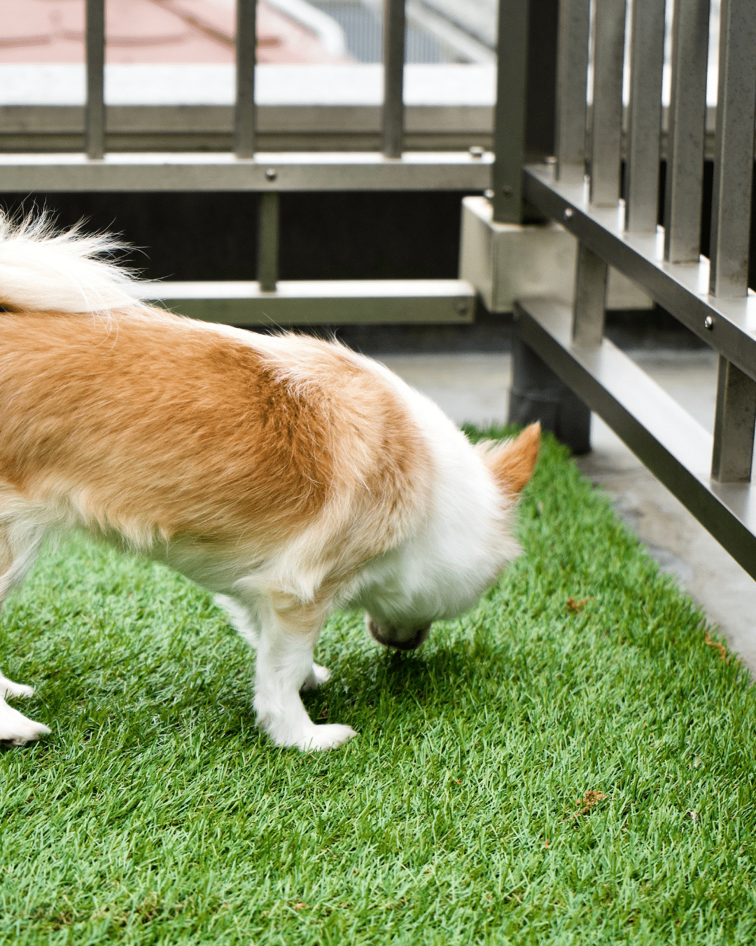 Small dog sniffing Smart Pet Plus synthetic turf on a balcony